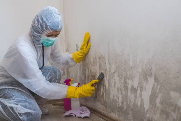 Best Residential Mold Remediation in Rutgers University Busch Campus, NJ